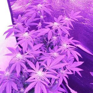 Meet your Posher, Randolph